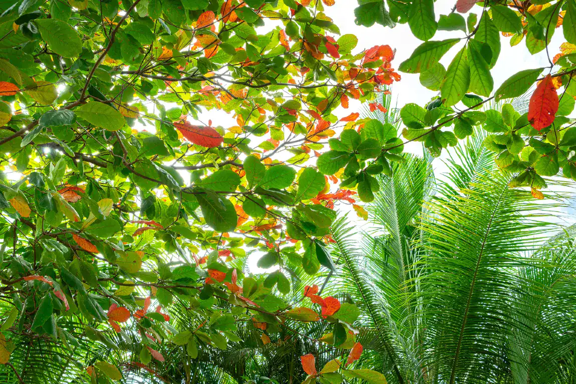 Leaf Love