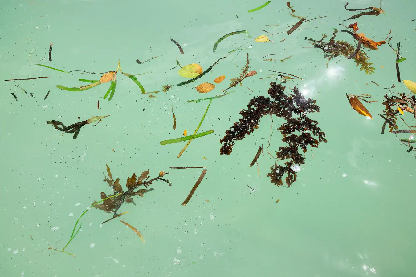 Seaweed laying on water
