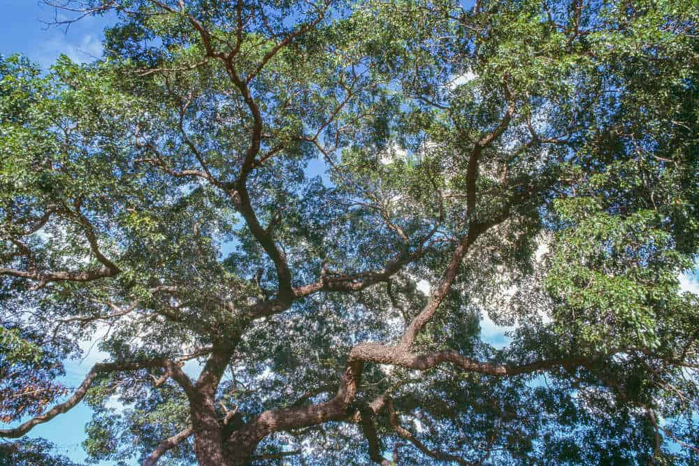 Zambezi Teak Crown tree