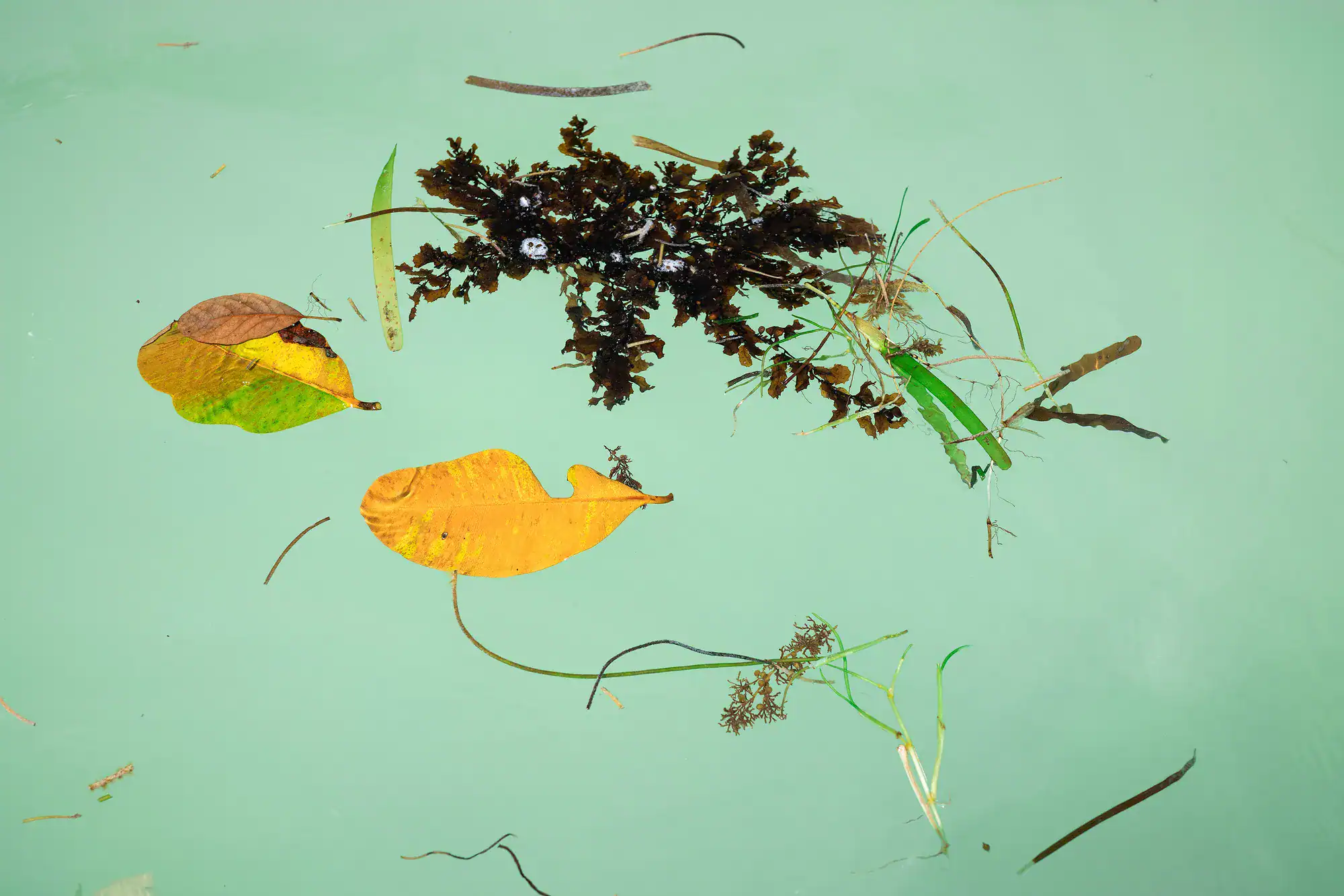 Seaweed scene