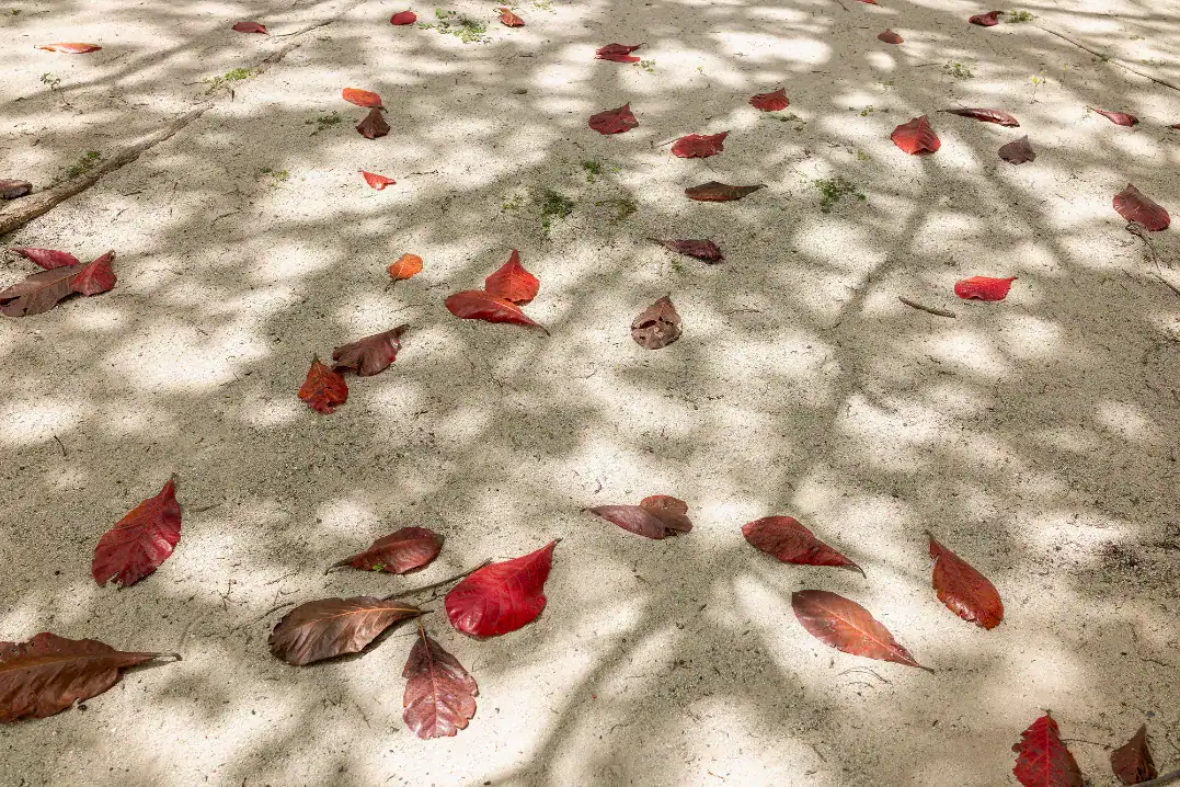 Under an Indian almond tree