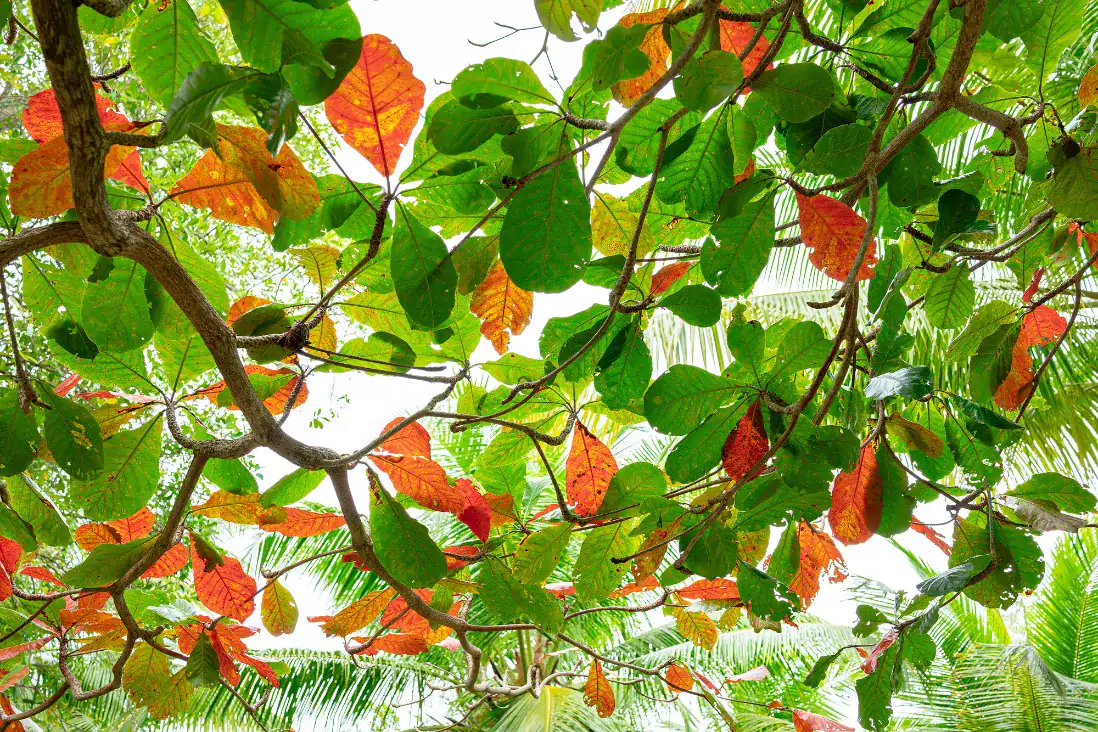 Leaf love 2