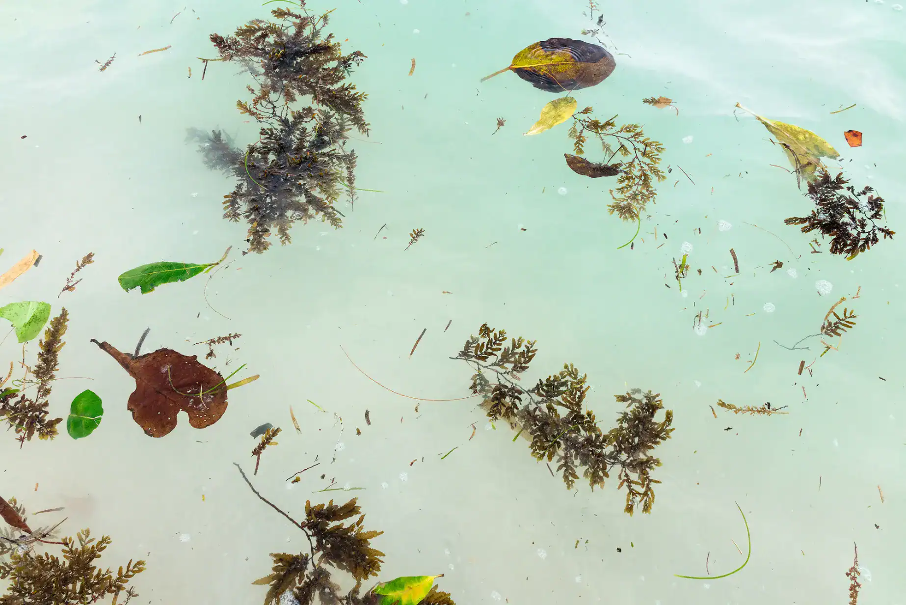 Seaweed show
