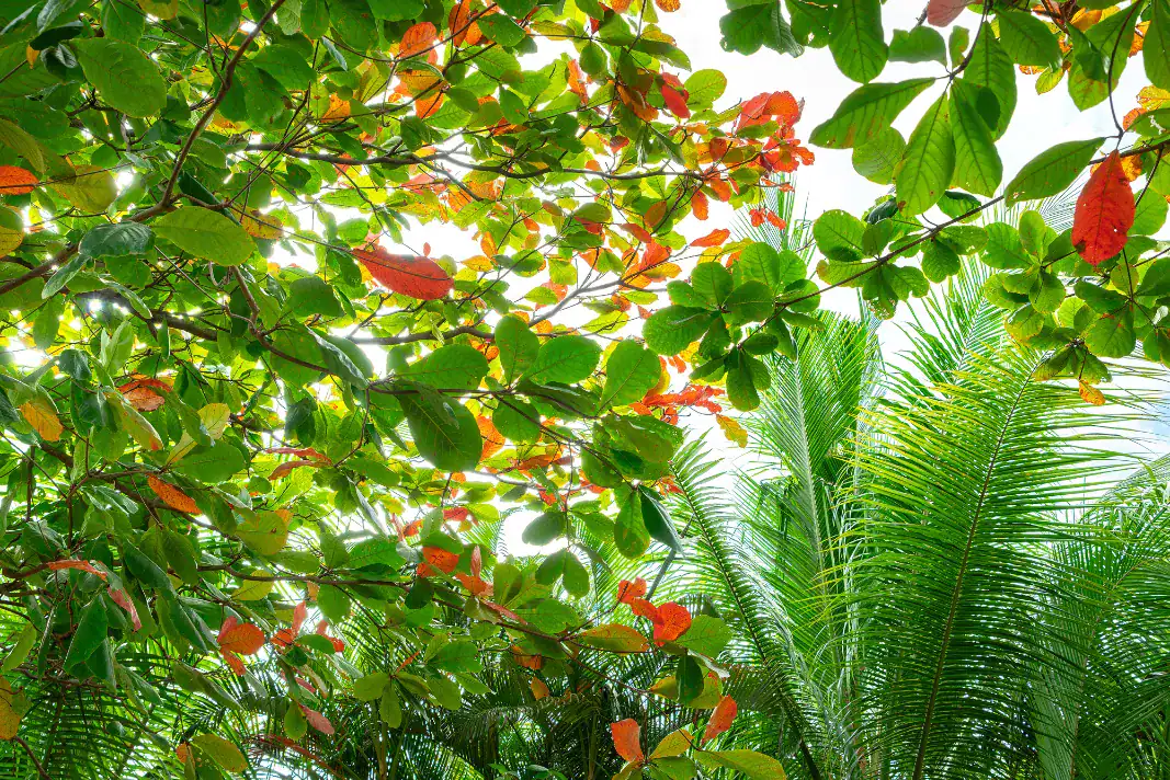 Leaf love