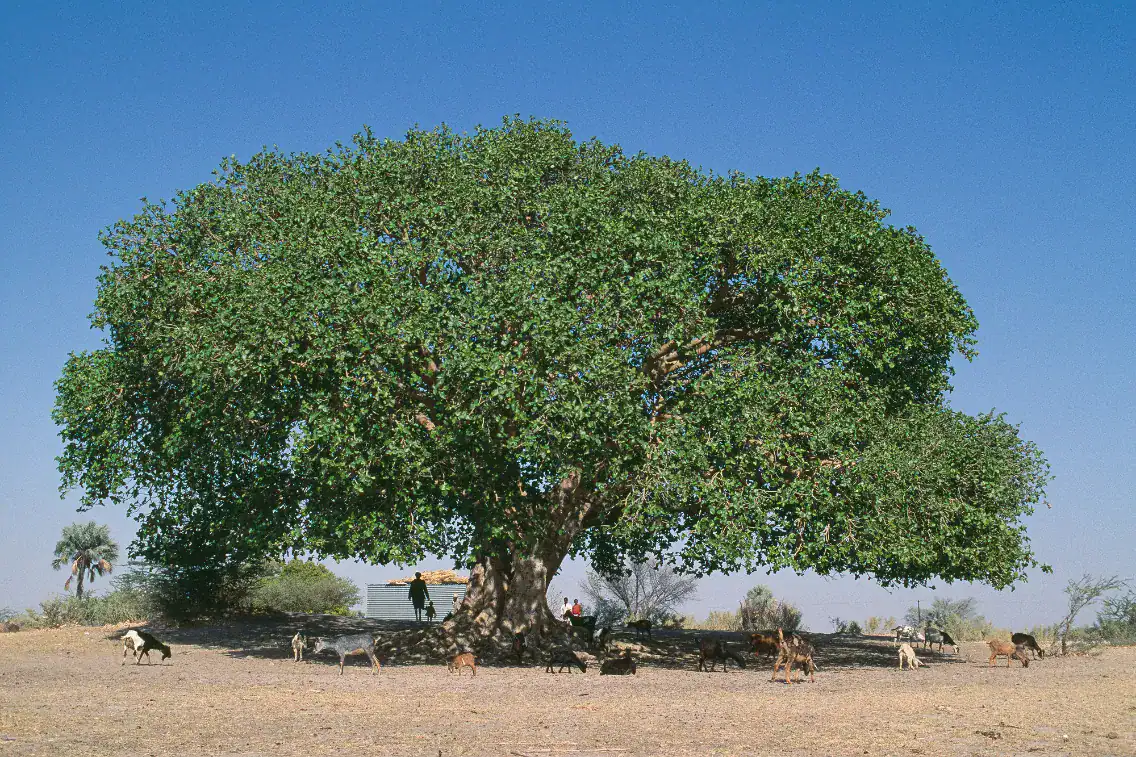 Sycamore fig shelter
