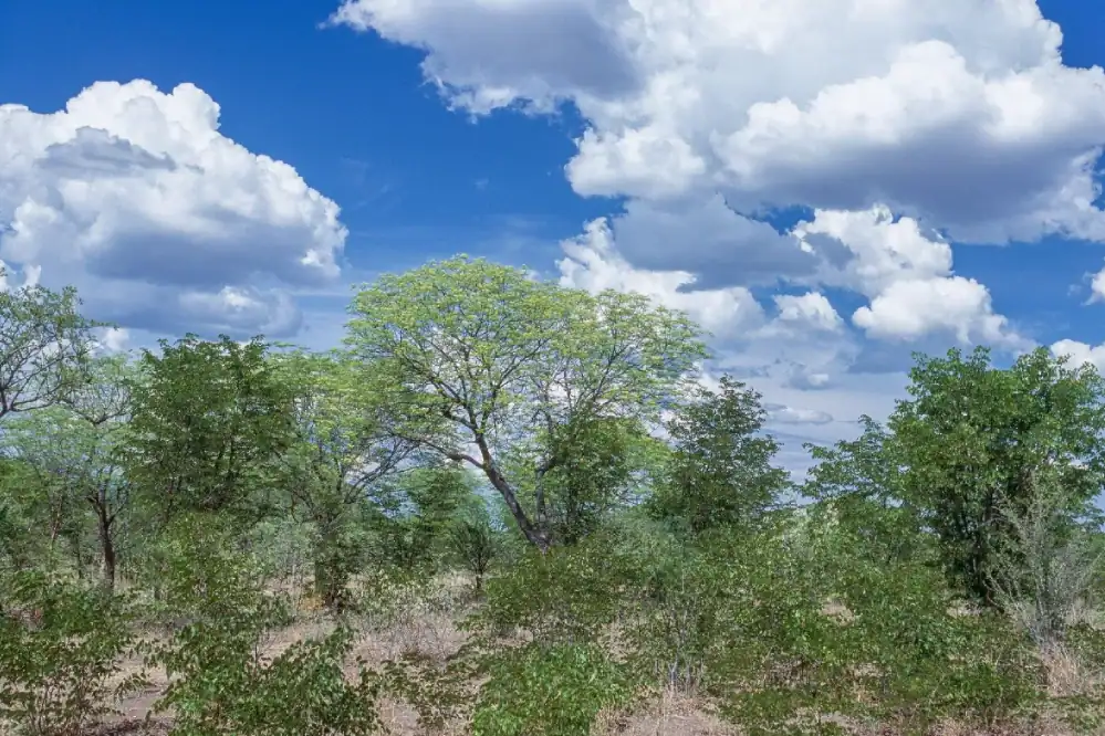 mopane woodland