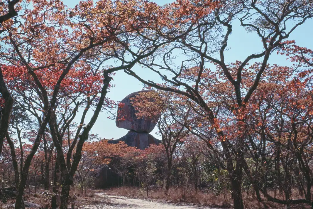 msasa scene