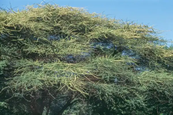 Acacia Flash
