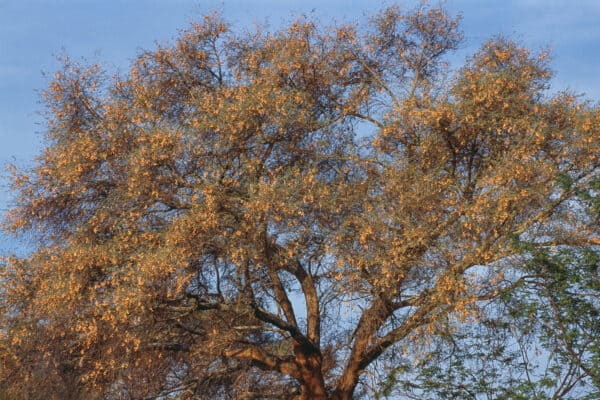 Ana Tree print