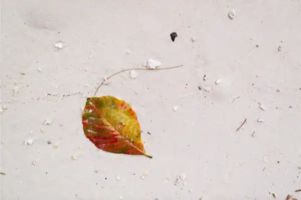 Beach Leaf