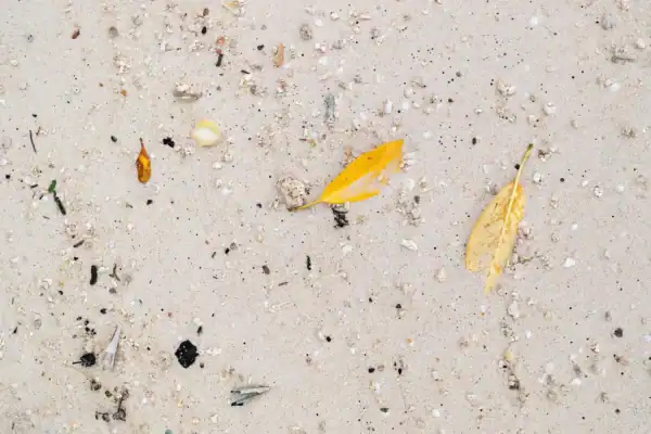 Beach scene