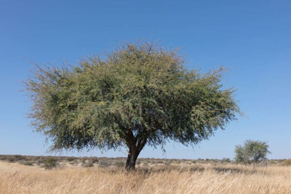 Camelthorn country print