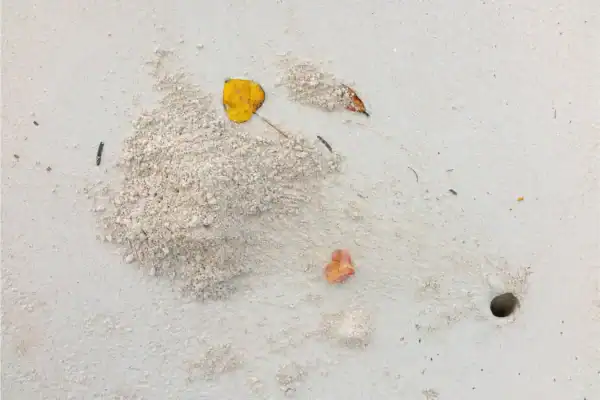 Crab Hole