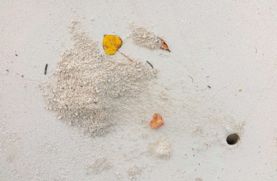 Crab Hole print